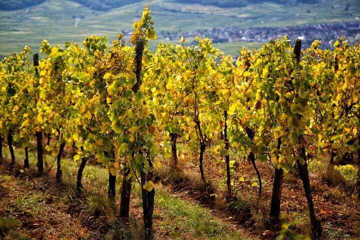 Cross‑Border Wine Day: Kaiserstuhl to Alsace Private Tour from Strasbourg photo 6
