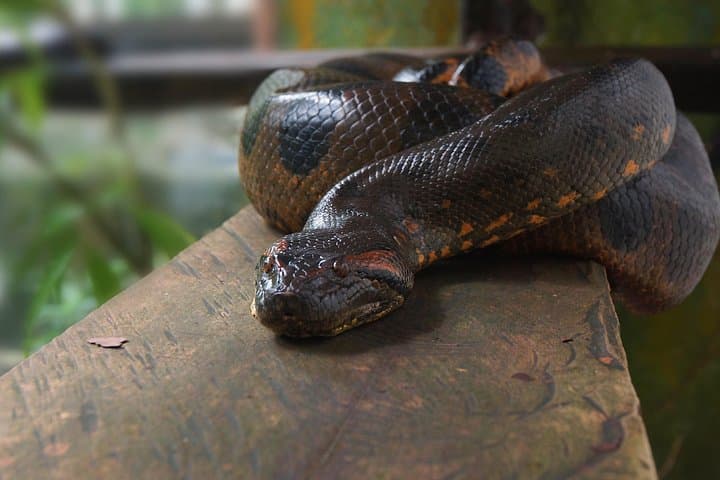 4-Day All-Inclusive Amazon Jungle Tour from Iquitos to Maniti Eco Lodge photo 4