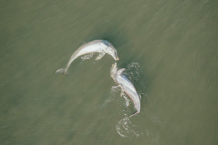 Sunset Kayak Tour at Haulover Canal: Manatees, Dolphins & Bioluminescent Comb Jellies photo 2