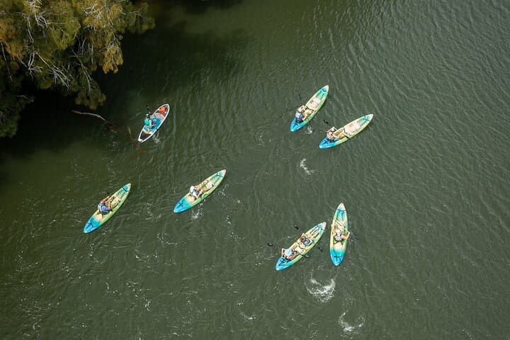 Sunset Kayak Tour at Haulover Canal: Manatees, Dolphins & Bioluminescent Comb Jellies photo 4