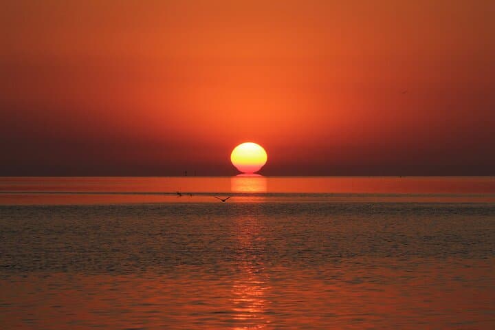 Sunset Mangrove Eco-Cruise in Islamorada — Dolphins, Manatees & Mangrove Wildlife photo 1