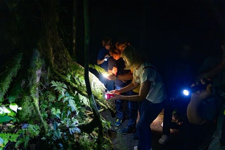 Twilight Hanging Bridges Walk at Arenal Volcano — Sunset Wildlife Tour in La Fortuna photo 3