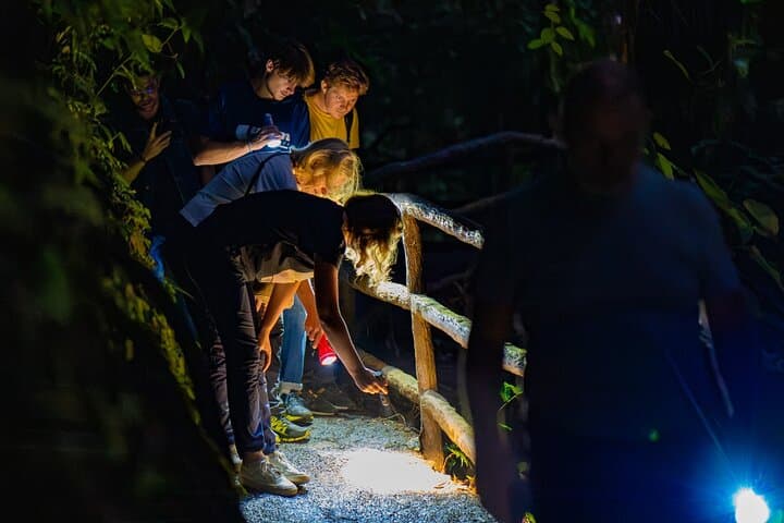 Nocturnal Walk on the Mistico Hanging Bridges — La Fortuna Night Rainforest Tour photo 3
