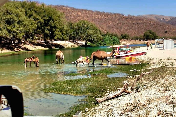 East Salalah Private Tour: Wadi Darbat, Khor Rori & Jabal Samhan Highlights photo 6