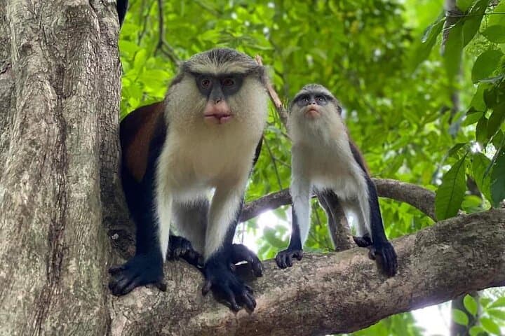 Wli Waterfall & Tafi Atome Monkey Sanctuary Day Tour — Swim Beneath West Africa’s Tallest Fall photo 3