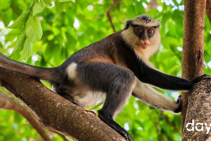 Wli Waterfall & Tafi Atome Monkey Sanctuary Day Tour — Swim Beneath West Africa’s Tallest Fall photo 4