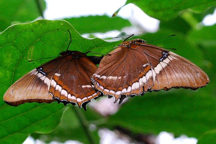 Rio Celeste Private Tour: Sloths, Butterflies & Coffee in Bijagua photo 6