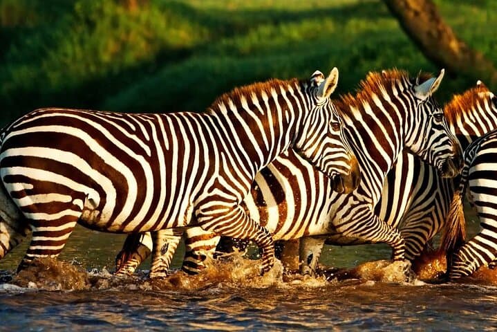 Lake Nakuru Safari and Optional Lake Naivasha Boat Ride: Day Trip from Nairobi