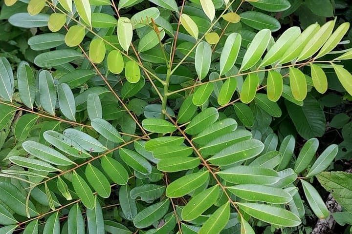 Liberia Walking Tour & Tree Planting: Culture, Coffee and Conservation in Guanacaste photo 4