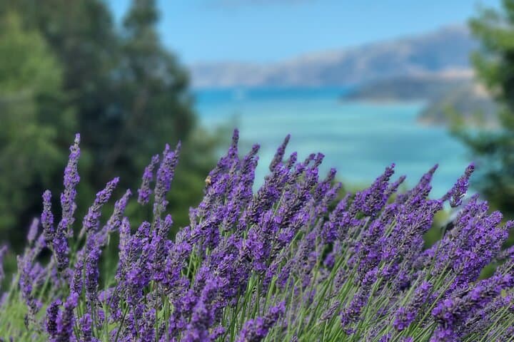 Akaroa Lavender Guided Tour: Seasonal Farm Walk & Lavenade Tasting