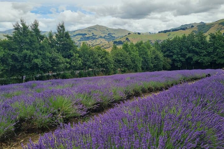 Akaroa Lavender Guided Tour: Seasonal Farm Walk & Lavenade Tasting photo 2