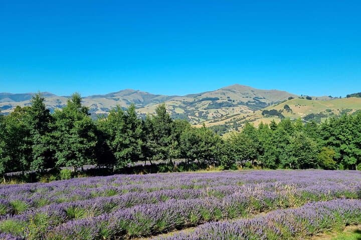 Akaroa Lavender Guided Tour: Seasonal Farm Walk & Lavenade Tasting photo 3