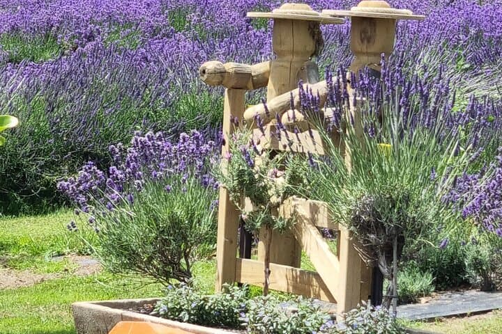 Akaroa Lavender Guided Tour: Seasonal Farm Walk & Lavenade Tasting photo 4