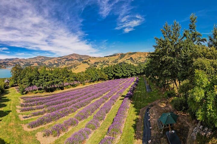 Akaroa Lavender Guided Tour: Seasonal Farm Walk & Lavenade Tasting photo 5