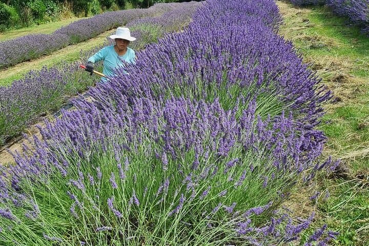 Akaroa Lavender Guided Tour: Seasonal Farm Walk & Lavenade Tasting photo 6