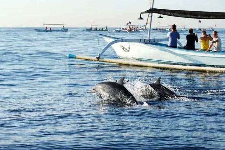 Northern Bali Dolphin Watching and Snorkeling — Lovina Day Tour