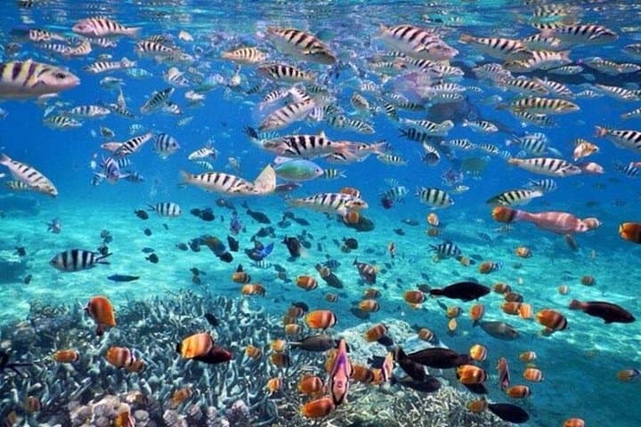 Full-Day Nusa Penida Snorkeling: Manta Bay, Crystal Bay, GT Point & Gamat Bay photo 2