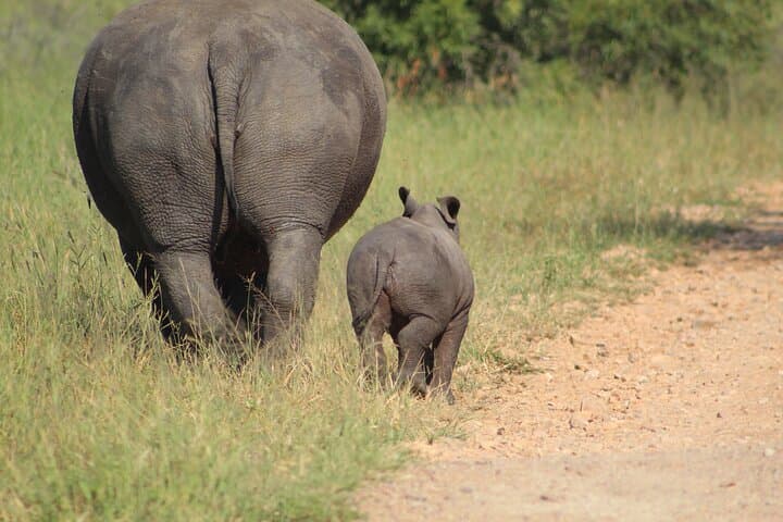Full-Day Private Safari in Kruger National Park: Big Five Game Drive photo 3