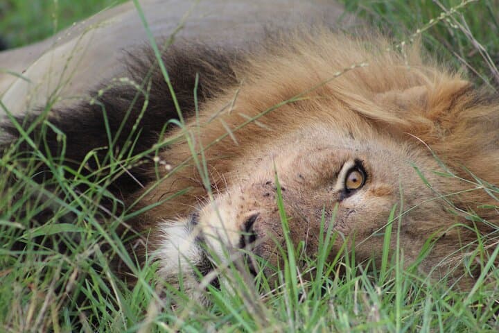 Full-Day Private Safari in Kruger National Park: Big Five Game Drive photo 4