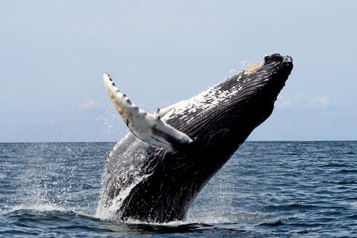 Samana Bay Whale Watching & Cayo Levantado Catamaran Day Trip from Punta Cana photo 5