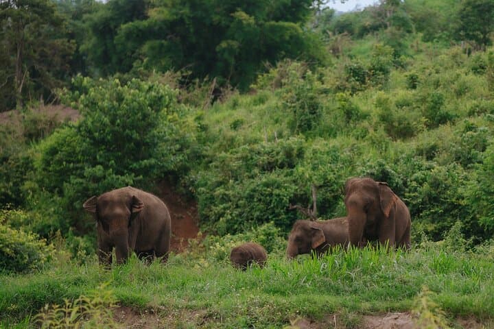 Chiang Mai Elephant Camp: 2-Day Trek, Bamboo Canoes & Waterfalls photo 4