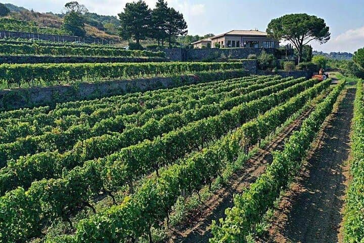 Etna North Trekking and Wine Tasting: Private Day Hike with Lava Tube Visit photo 2