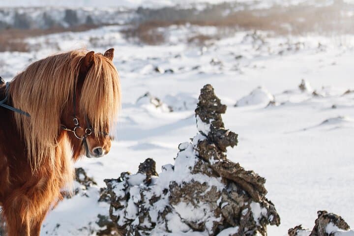 Icelandic Horseback Riding Tour from Reykjavík — Lava Fields & Tölt photo 2