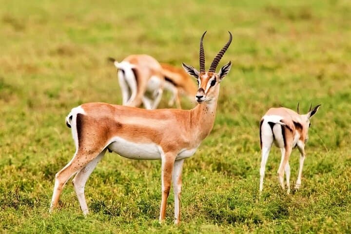 Agadir National Park & Mini Sahara Day Trip — Massa, Berber Villages & Coastal Safari