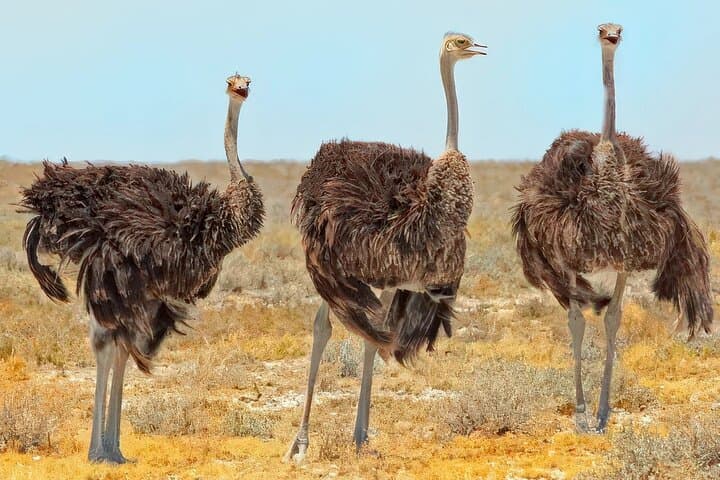 Agadir National Park & Mini Sahara Day Trip — Massa, Berber Villages & Coastal Safari photo 2