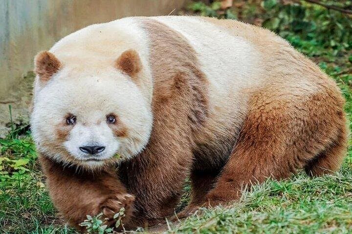 Qinling Four Treasures: Private Half-Day Xi'an Panda & Rare Species Tour