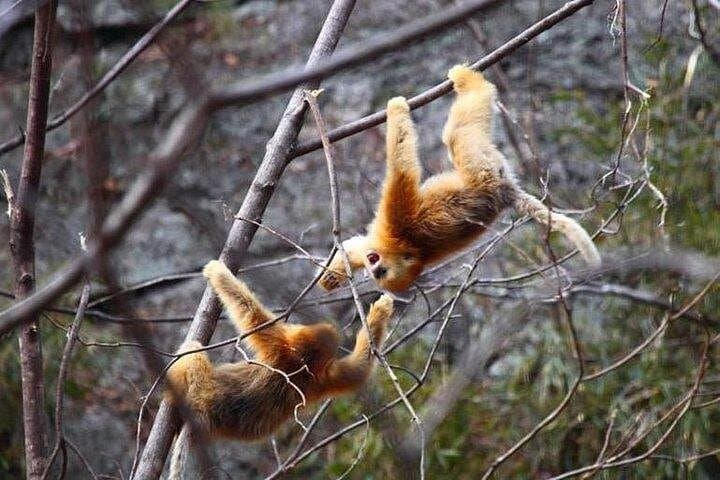 Qinling Four Treasures: Private Half-Day Xi'an Panda & Rare Species Tour photo 3
