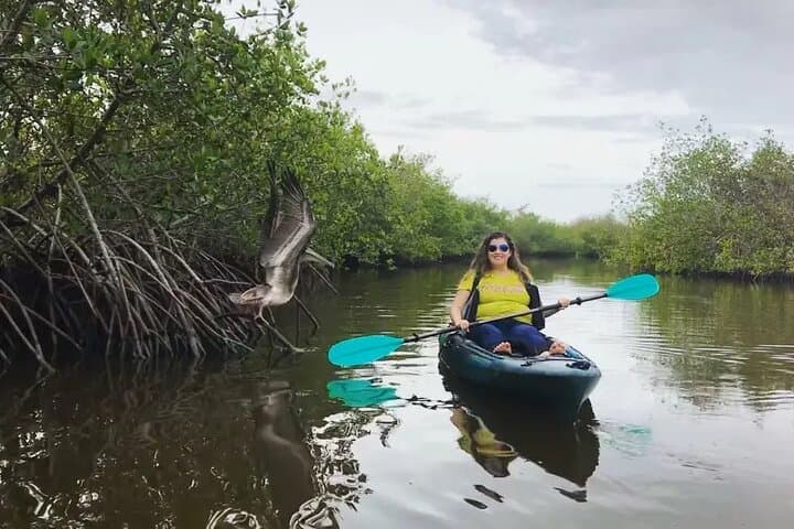 Sunset Kayak Tour at Haulover Canal: Manatees, Dolphins & Bioluminescent Comb Jellies photo 6