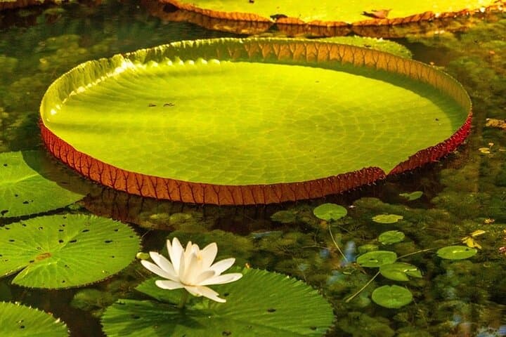 Belem & Marajó Island: 10-Day Amazon Cultural and Wildlife Tour photo 2