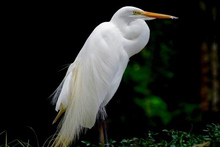 Belem & Marajó Island: 10-Day Amazon Cultural and Wildlife Tour photo 5