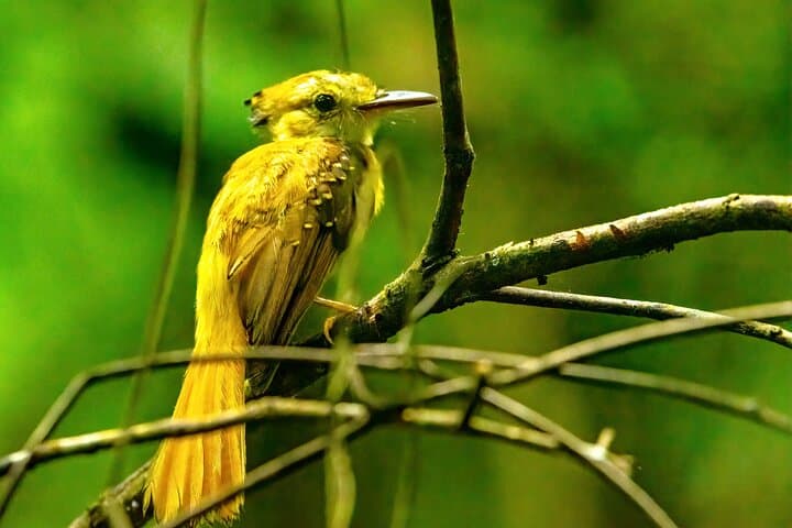 Birding the Churute Mangrove Reserve: Full-Day Guided Trip from Guayaquil