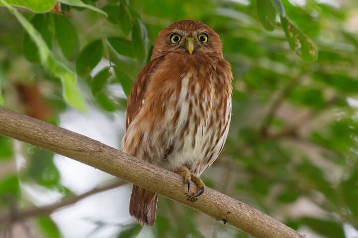 Birding the Churute Mangrove Reserve: Full-Day Guided Trip from Guayaquil photo 2