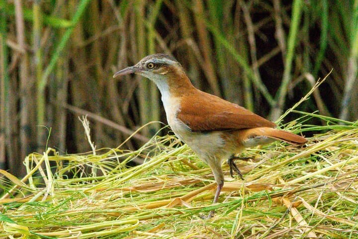 Birding the Churute Mangrove Reserve: Full-Day Guided Trip from Guayaquil photo 3