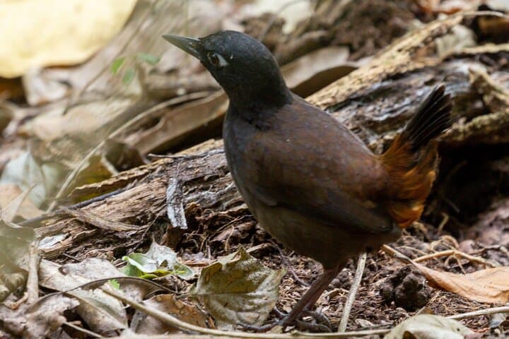 Birding the Churute Mangrove Reserve: Full-Day Guided Trip from Guayaquil photo 4