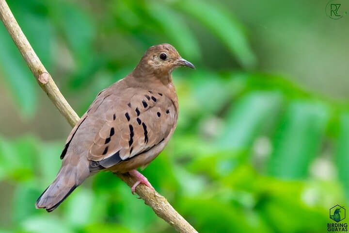 Birding the Churute Mangrove Reserve: Full-Day Guided Trip from Guayaquil photo 5