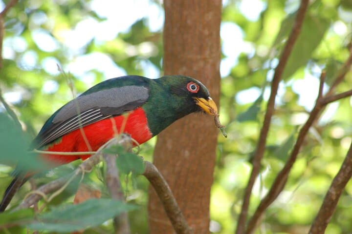 Birding the Churute Mangrove Reserve: Full-Day Guided Trip from Guayaquil photo 6