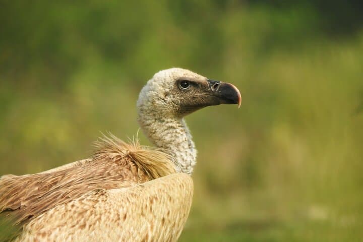 Birding in Chitwan: Vulture Safe Zones, Riverbank Waders, and Village Forests photo 2