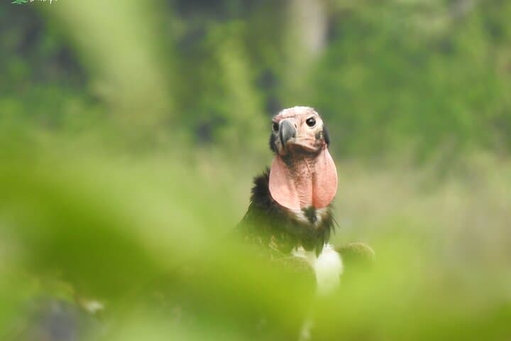 Birding in Chitwan: Vulture Safe Zones, Riverbank Waders, and Village Forests photo 3