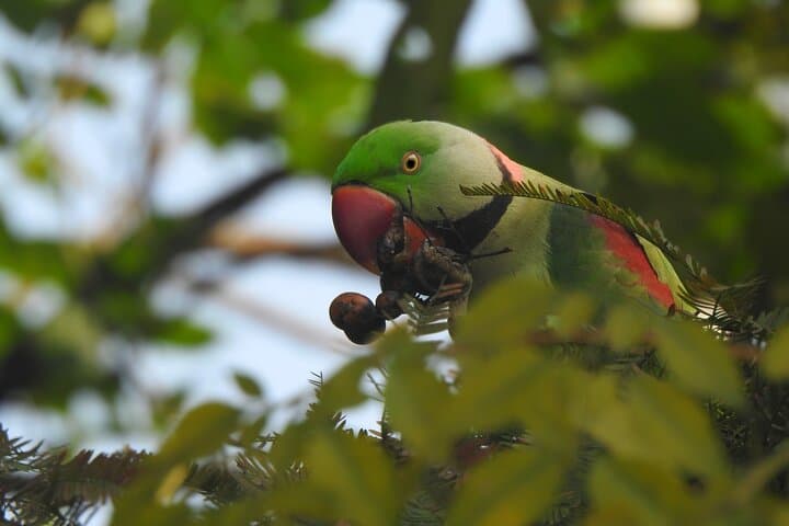 Birding in Chitwan: Vulture Safe Zones, Riverbank Waders, and Village Forests photo 4