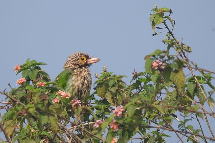 Birding in Chitwan: Vulture Safe Zones, Riverbank Waders, and Village Forests photo 5