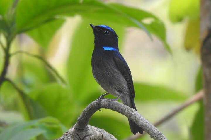 Birding in Chitwan: Vulture Safe Zones, Riverbank Waders, and Village Forests photo 6