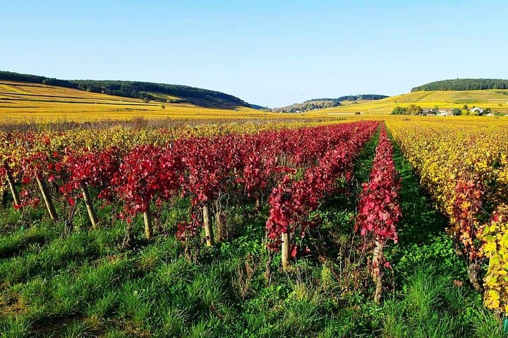 Beaujolais and South Burgundy Private Full-Day Wine Tour from Lyon photo 4