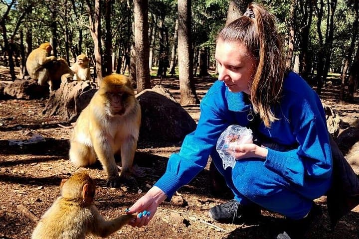Middle Atlas Cedar Forest & Azrou Day Trip from Fez — Monkeys, Berber Villages & Ski Slopes photo 1
