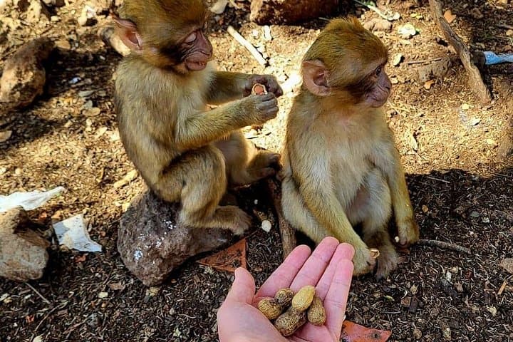 Middle Atlas Cedar Forest & Azrou Day Trip from Fez — Monkeys, Berber Villages & Ski Slopes photo 2