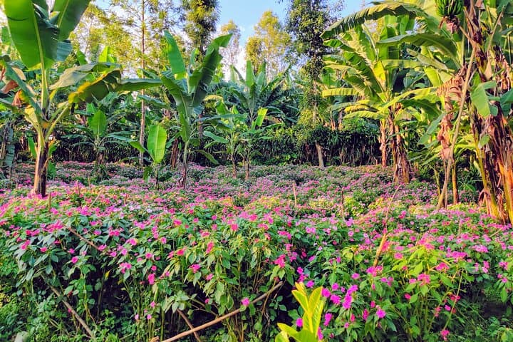 Hidden Arusha Waterfall, Village & Coffee Tour — Meru Mountain Coffee, Culture & Swim photo 6