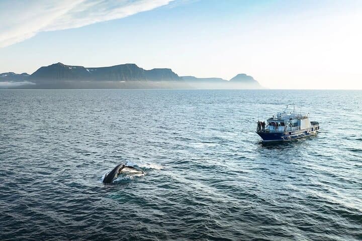 Westfjords Whale Watching from Ísafjörður: Fjords, Humpbacks, and Arctic Seas